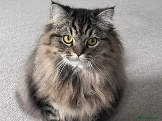 Turkish Angora cats Turkish Angora x Persian - Advert 2