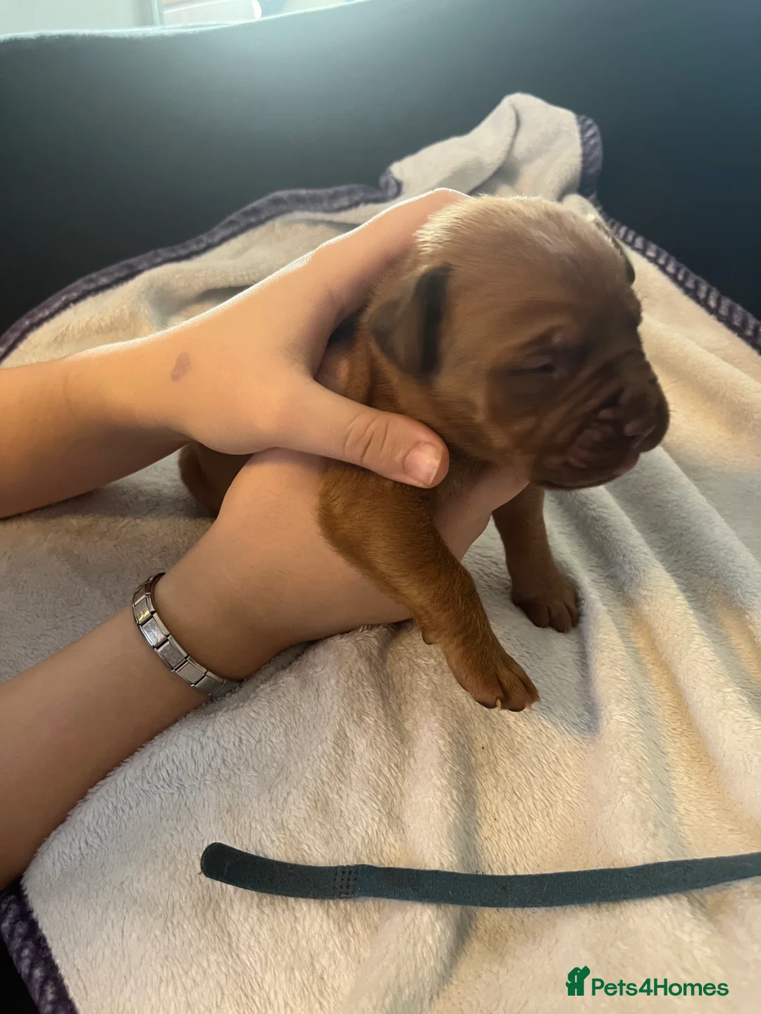 Dogue De Bordeaux dogs for sale: Dogue de Bordeaux puppies - Advert 5
