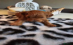 Cavapoo dogs for sale: Gorgeous Health Tested Cavapoo F1B Puppies - Image 3