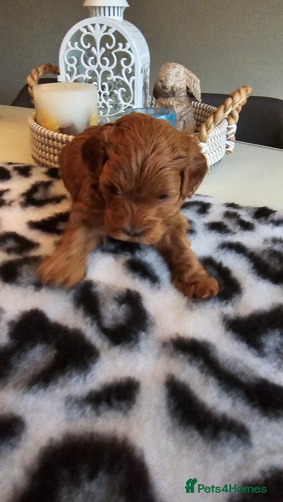 Cavapoo dogs for sale: Gorgeous Health Tested Cavapoo F1B Puppies - Image 3