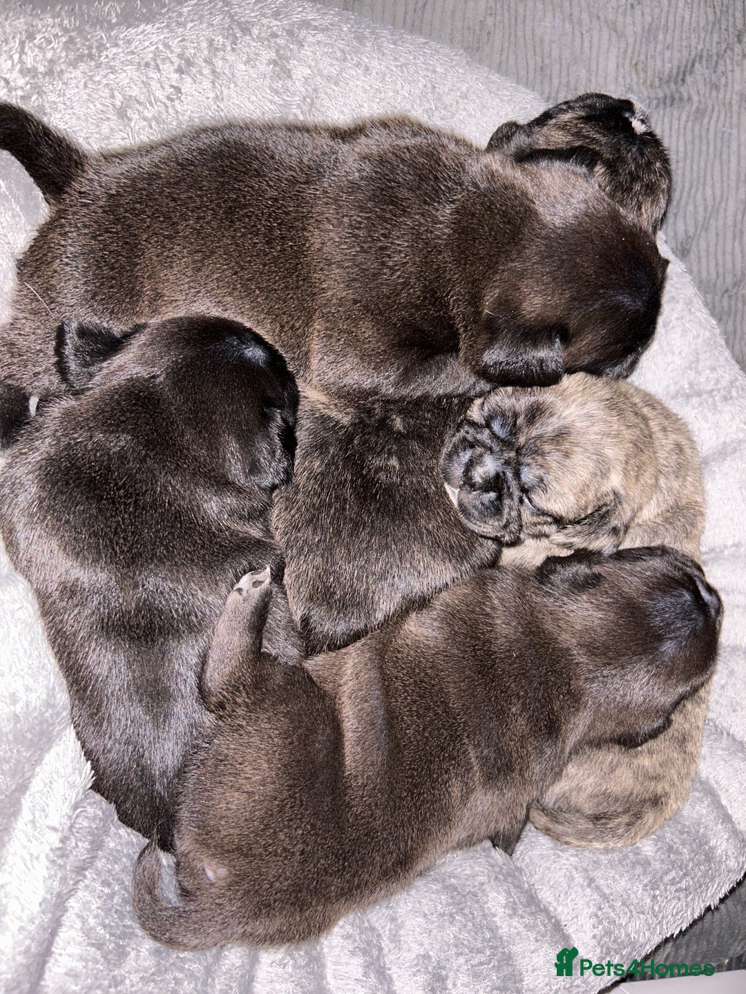 Frug dogs for sale: Frug puppies  - Advert 21
