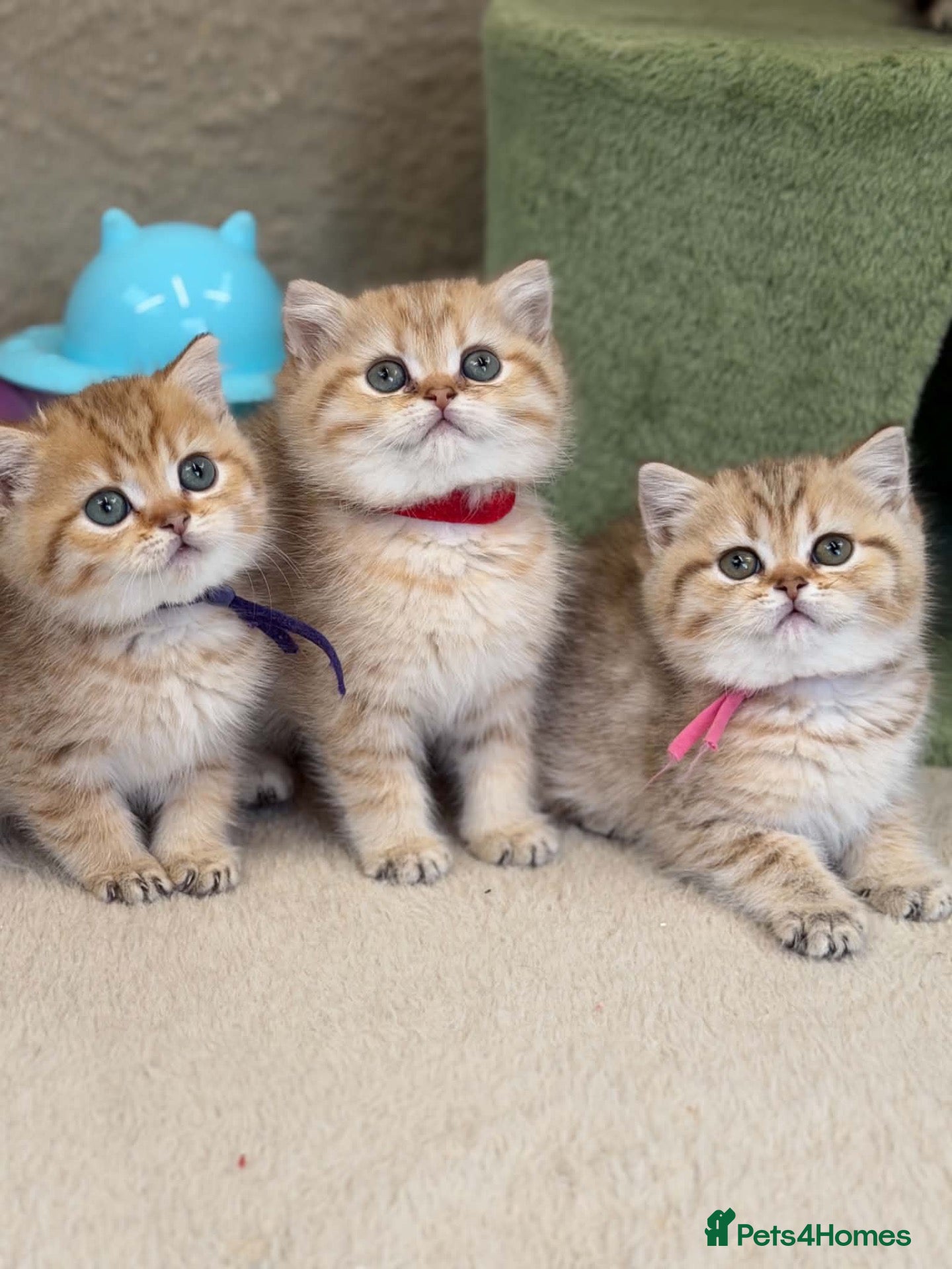 British Shorthair cats Adorable TICA British Shorthair kittens  - Advert 4