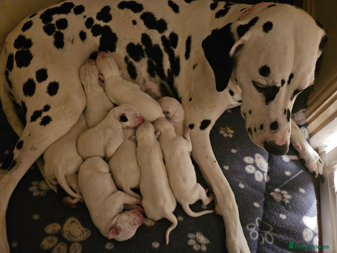 Dalmatian dogs for sale: beautiful dalmatian puppies - Advert 4