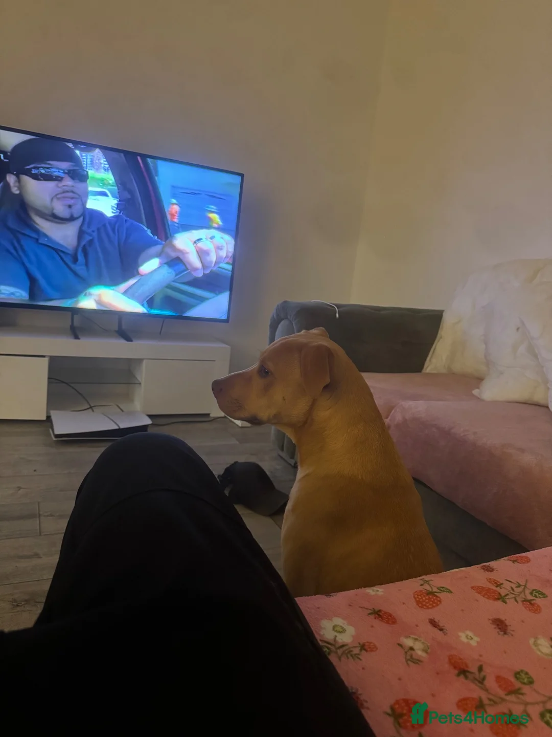 Mixed Breed dogs for sale: Staffy x lab 7 months  in Neath - Advert 2
