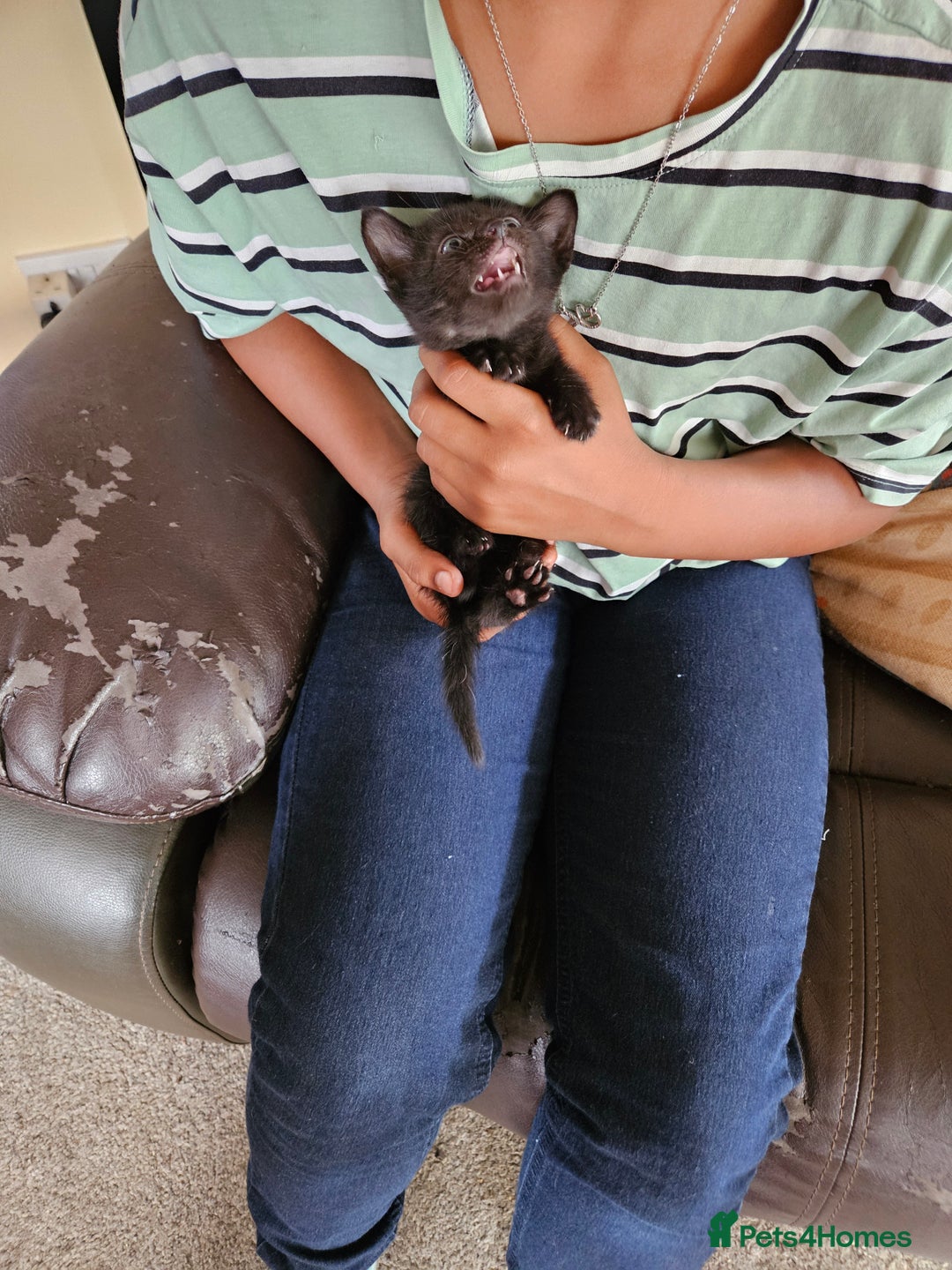 Mixed Breed cats for sale: Kittens for sale - Image 8