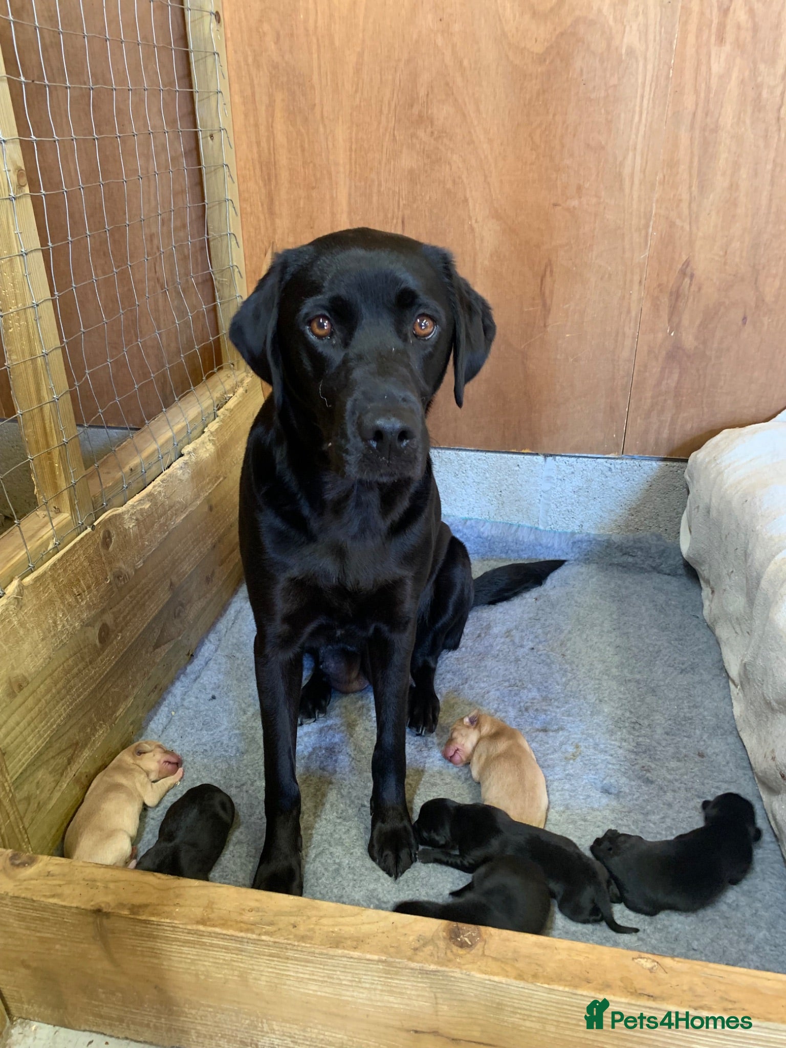 Labrador Retriever dogs 2 boy Labrador puppies looking for a new home - Advert 2
