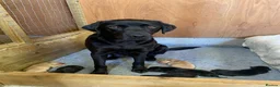 Labrador Retriever dogs for sale: 2 boy Labrador puppies looking for a new home - Advert 1
