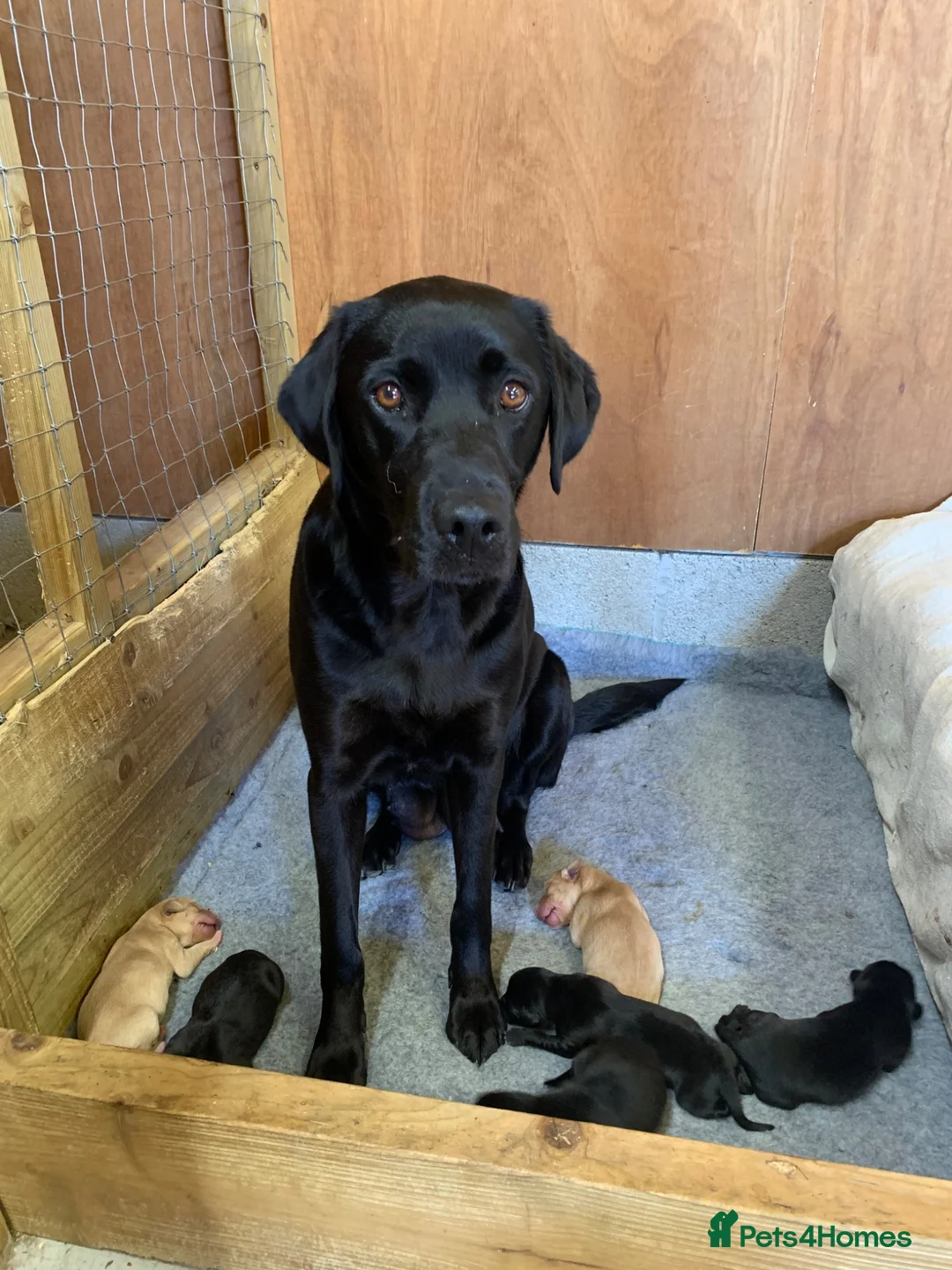 Labrador Retriever dogs for sale: 2 boy Labrador puppies looking for a new home - Advert 1
