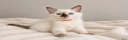 Ragdoll cats for sale: GCCF Ragdoll Kittens - Fully Vacc & Health Checked - Advert 14