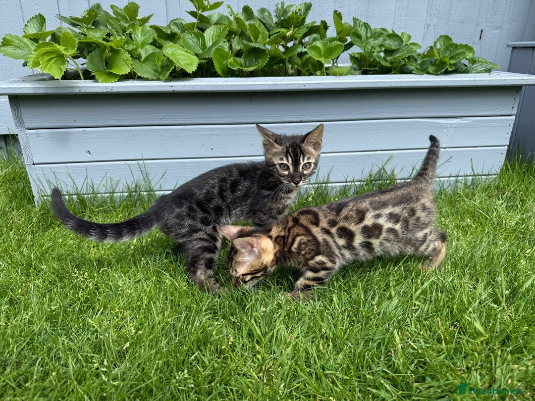 Bengal cats for sale: Bengal Kittens For Sale (Ready To Go - 1 left) - Image 11