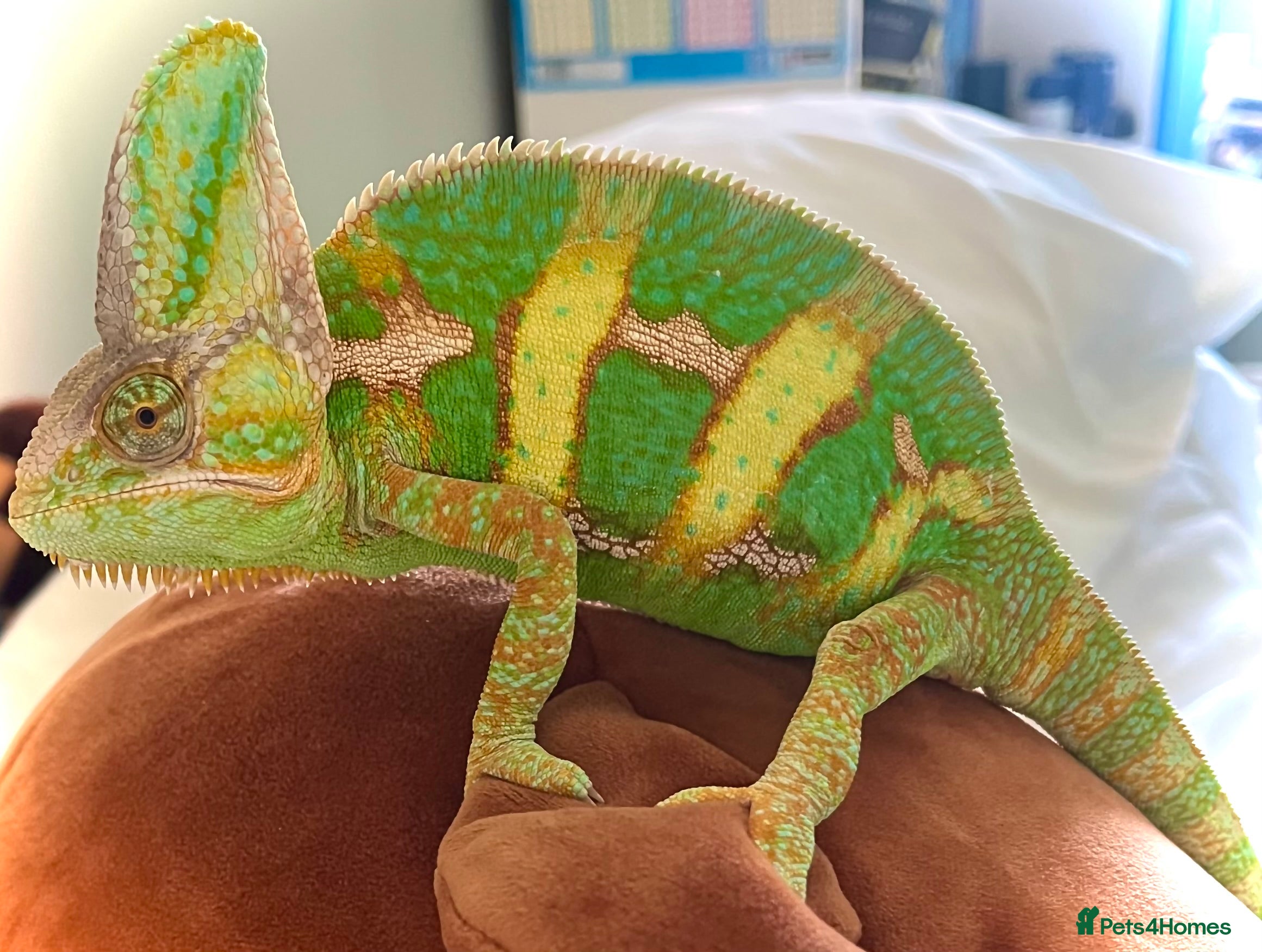 Chameleon reptiles Very friendly Yemen chameleon full setup - Advert 3