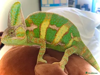 Chameleon reptiles Very friendly Yemen chameleon full setup - Advert 3