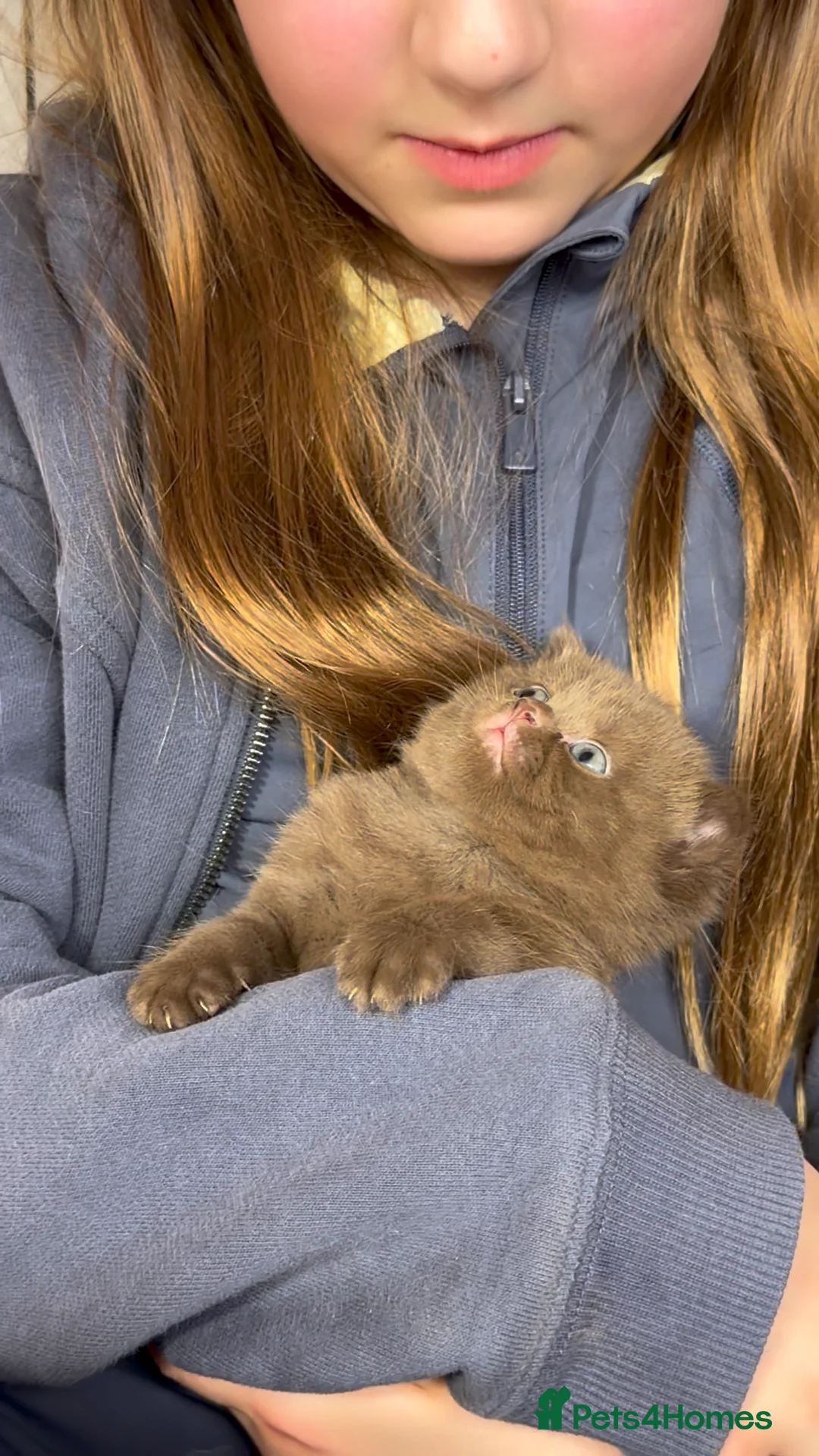 British Shorthair cats for stud: Health tested Cinnamon stud GCCF & TICA - Advert 2