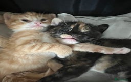 Mixed Breed cats for sale: Beautiful mixed breed kittens  - Image 6