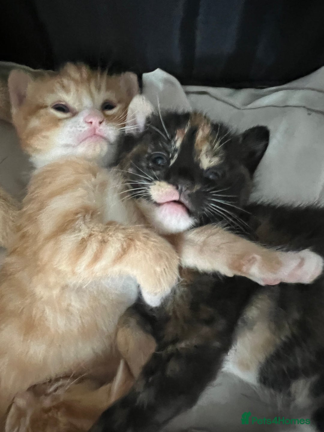 Mixed Breed cats for sale: Beautiful mixed breed kittens  - Image 6