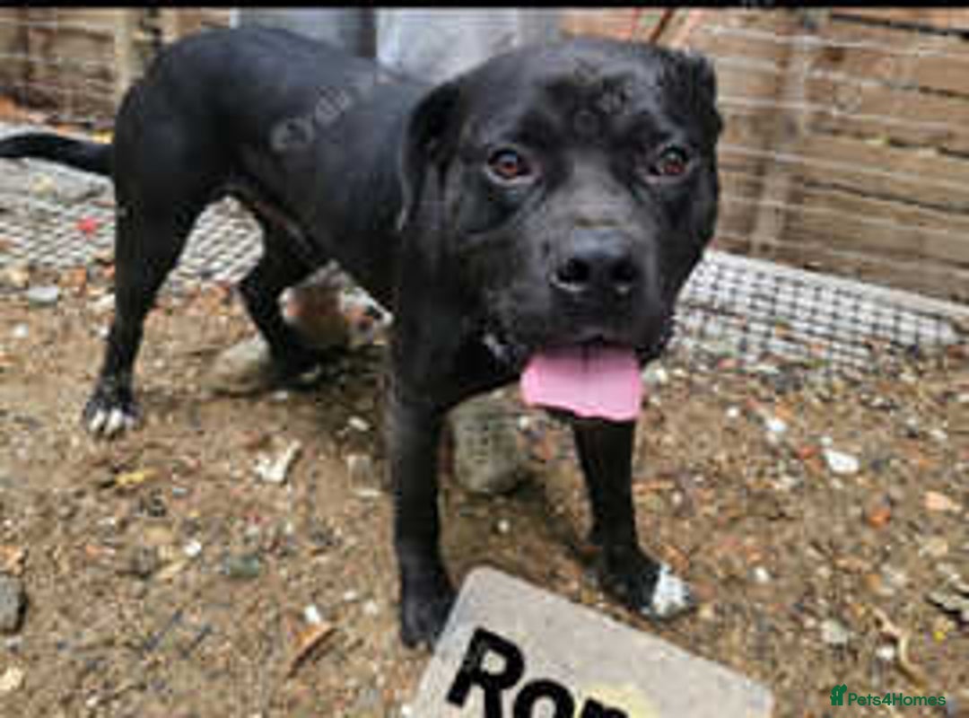 Mixed Breed dogs for sale: 2 x Dogue de Bordeaux x cane corso  - Advert 3