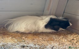 Guinea Pig rodents for sale: 8 week old and 10month old boys - Image 6
