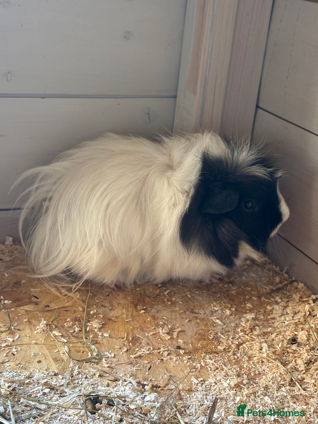 Guinea Pig rodents for sale: 8 week old and 10month old boys - Image 6