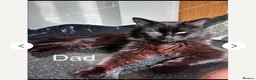 Mixed Breed cats for sale: 3 Beautiful fluffy kittens  - Advert 3