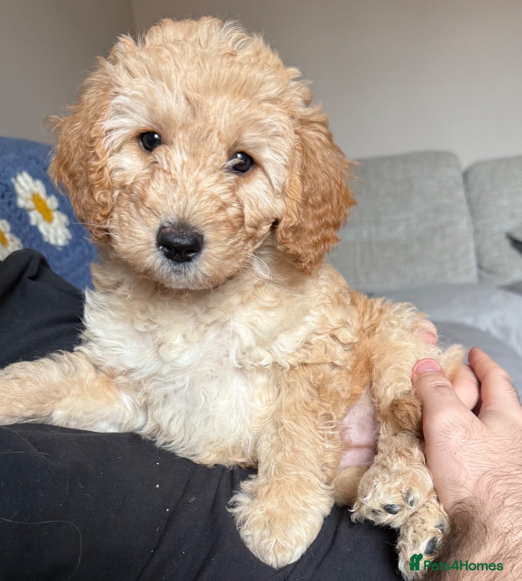Labradoodle dogs ONLY 3 GIRLS LEFT F1BB Labradoodle Puppies - Advert 1