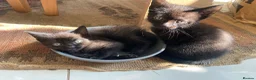 Mixed Breed cats for sale: Friendly and cuddly kittens 8 weeks in Swindon - Advert 11