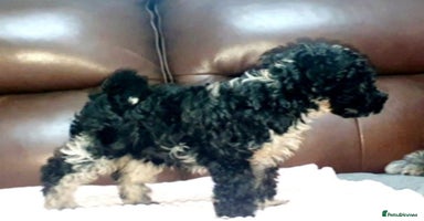 Mixed Breed dogs STUNNING FOODLE PUPPIES - Advert 4