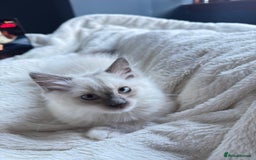 Ragdoll cats for sale: For sale Ragdoll  - Image 4