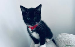 British Shorthair cats for sale: Last kittens available  - Image 4