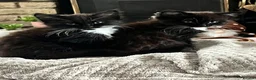 Domestic Shorthair cats for sale: Two gorgeous kittens  in Leighton Buzzard - Advert 3