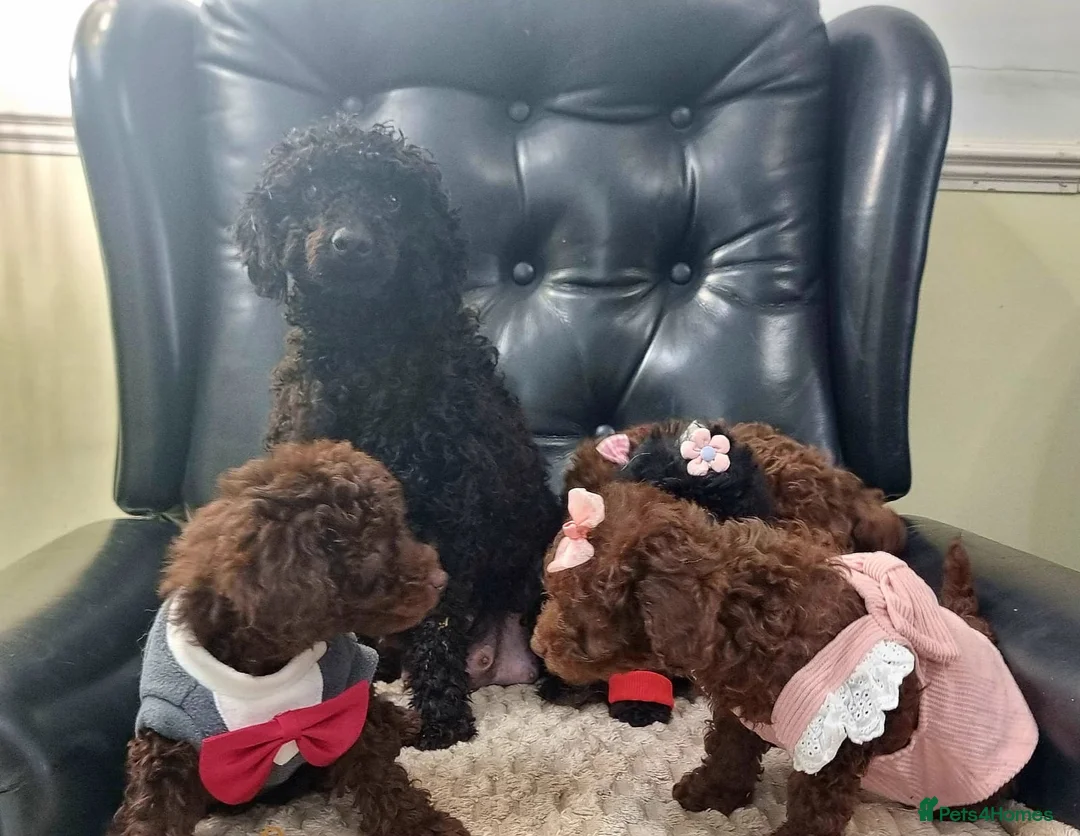 Miniature Poodle dogs for sale: Beautiful Miniature Poodle puppies  - Advert 17