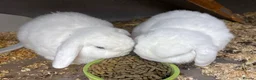 Mini Lop rabbits for sale: Two Blue eye white mini lop rabbits (and hutch) - Advert 1