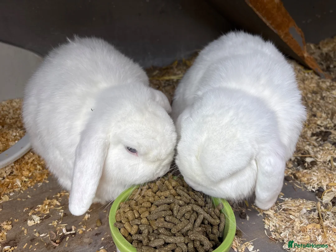 Mini Lop rabbits for sale: Two Blue eye white mini lop rabbits (and hutch) - Advert 1