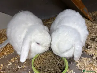 Mini Lop rabbits Two Blue eye white mini lop rabbits (and hutch) - Advert 2