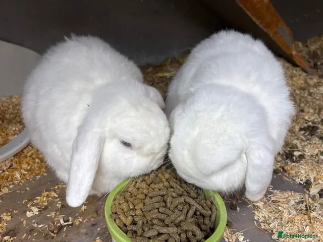 Mini Lop rabbits Two Blue eye white mini lop rabbits (and hutch) - Advert 9