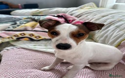 Jack Russell dogs for sale: Stunning Miniature Jack Russell Puppies!!! - Image 32