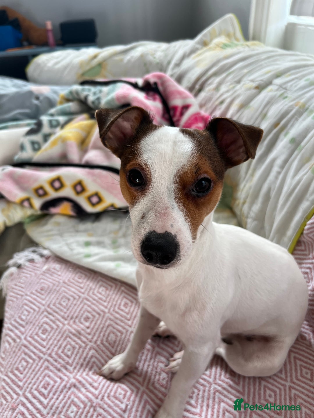 Jack Russell dogs for sale: Stunning Miniature Jack Russell Puppies!!! - Image 32