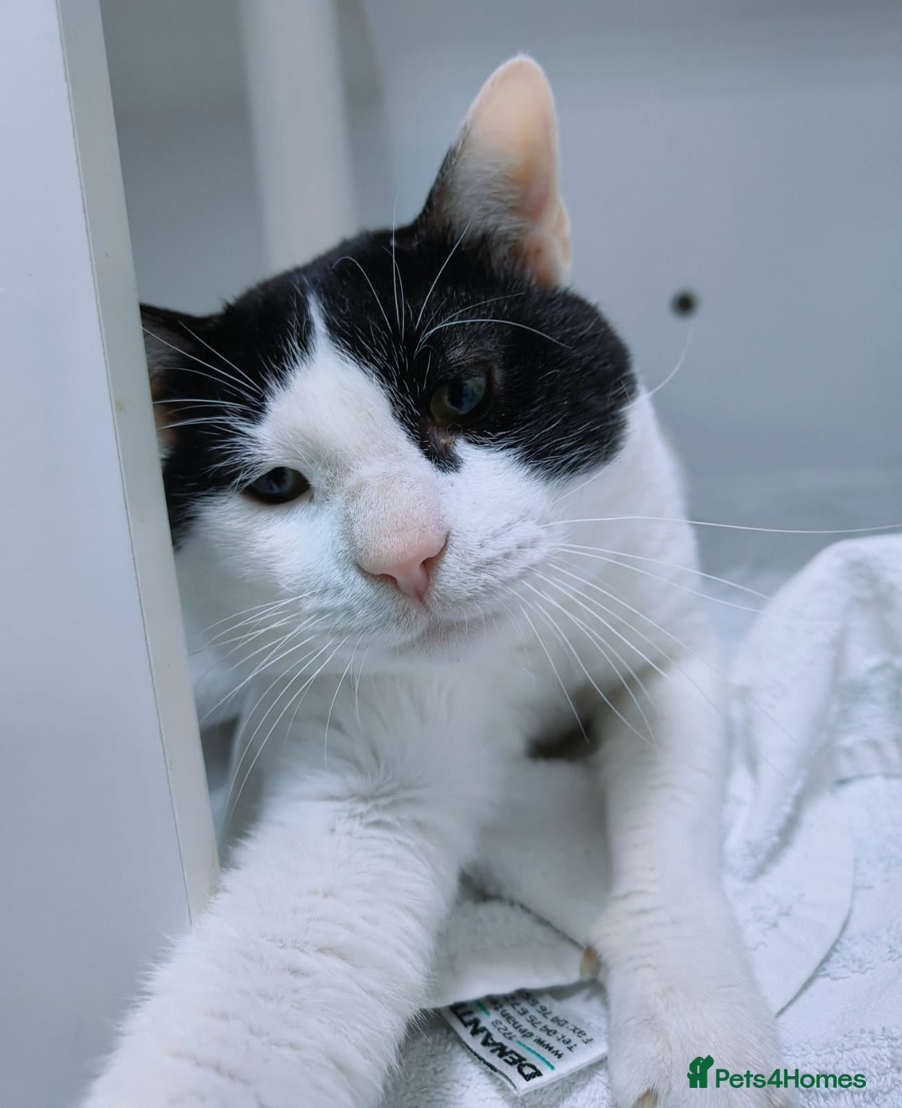 Mixed Breed cats Zoom - playful and cuddly  - Advert 1