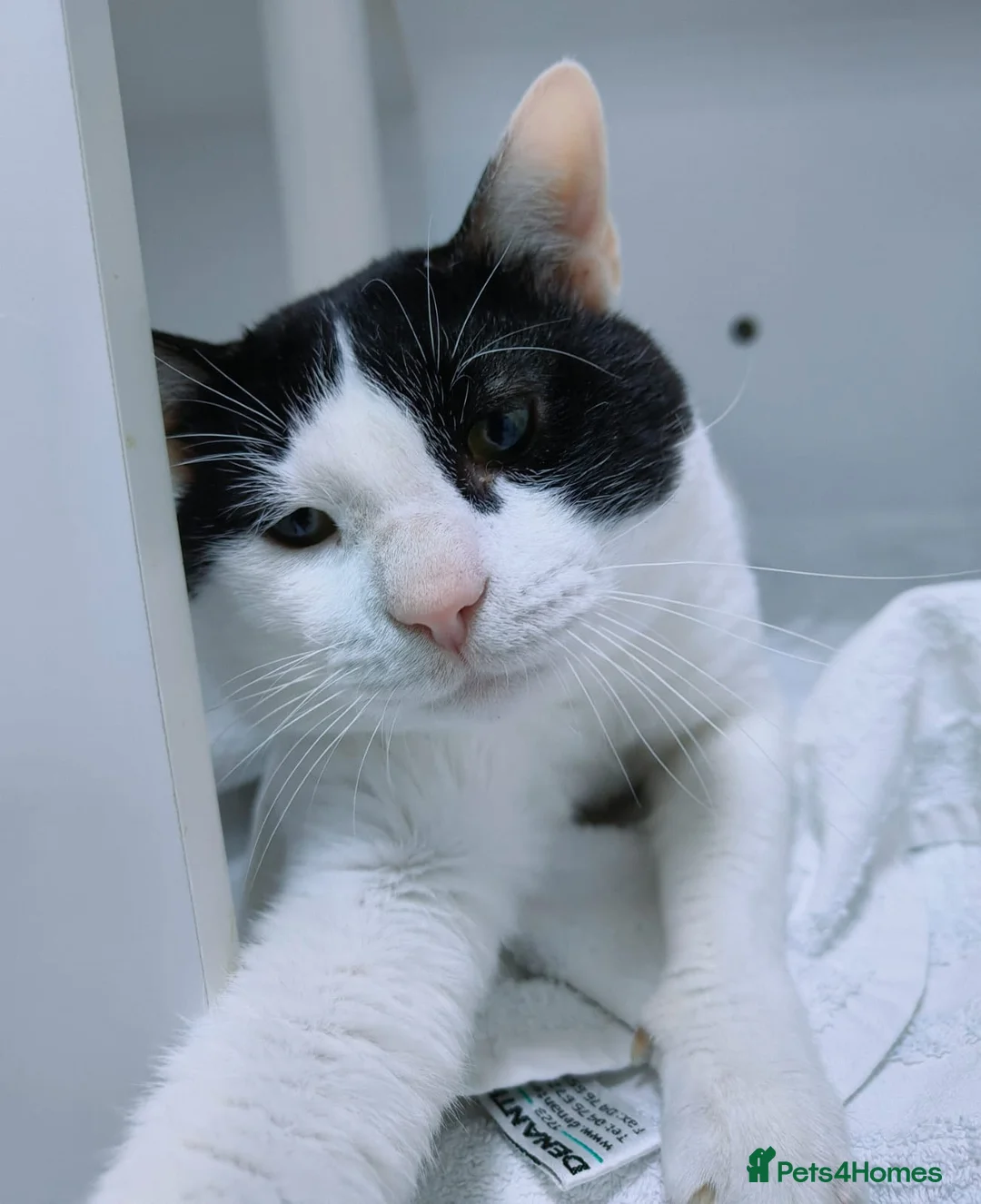 Mixed Breed cats for adoption: Zoom - playful and cuddly  - Advert 1