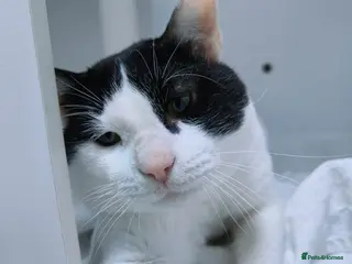 Mixed Breed cats Zoom - playful and cuddly - Advert 1