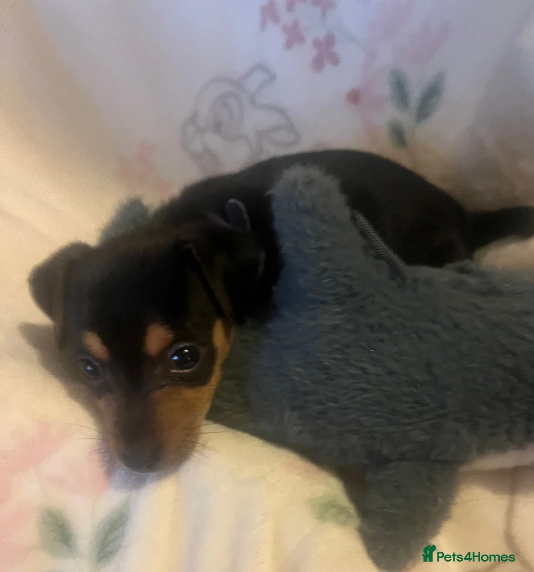 Jack Russell dogs for sale: Miniature rare natural bobtailed jack Russells - Advert 24