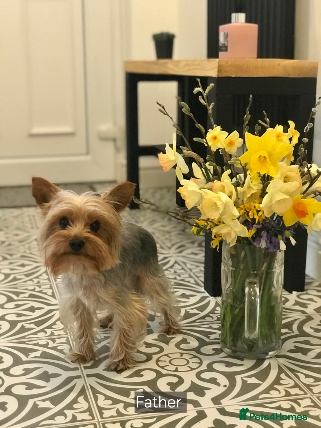 Yorkshire Terrier dogs for sale: True Miniature Yorkshire Terrier Puppies  - Advert 11