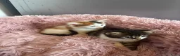 Mixed Breed cats for sale: Girl kittens - Advert 6