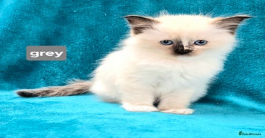 Ragdoll cats - Advert 8