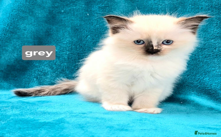 Ragdoll cats - Advert 3