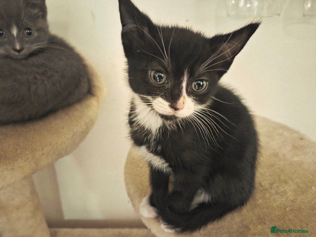 Mixed Breed cats for sale:  **  Beautiful  **  Kittens  **  - Advert 5