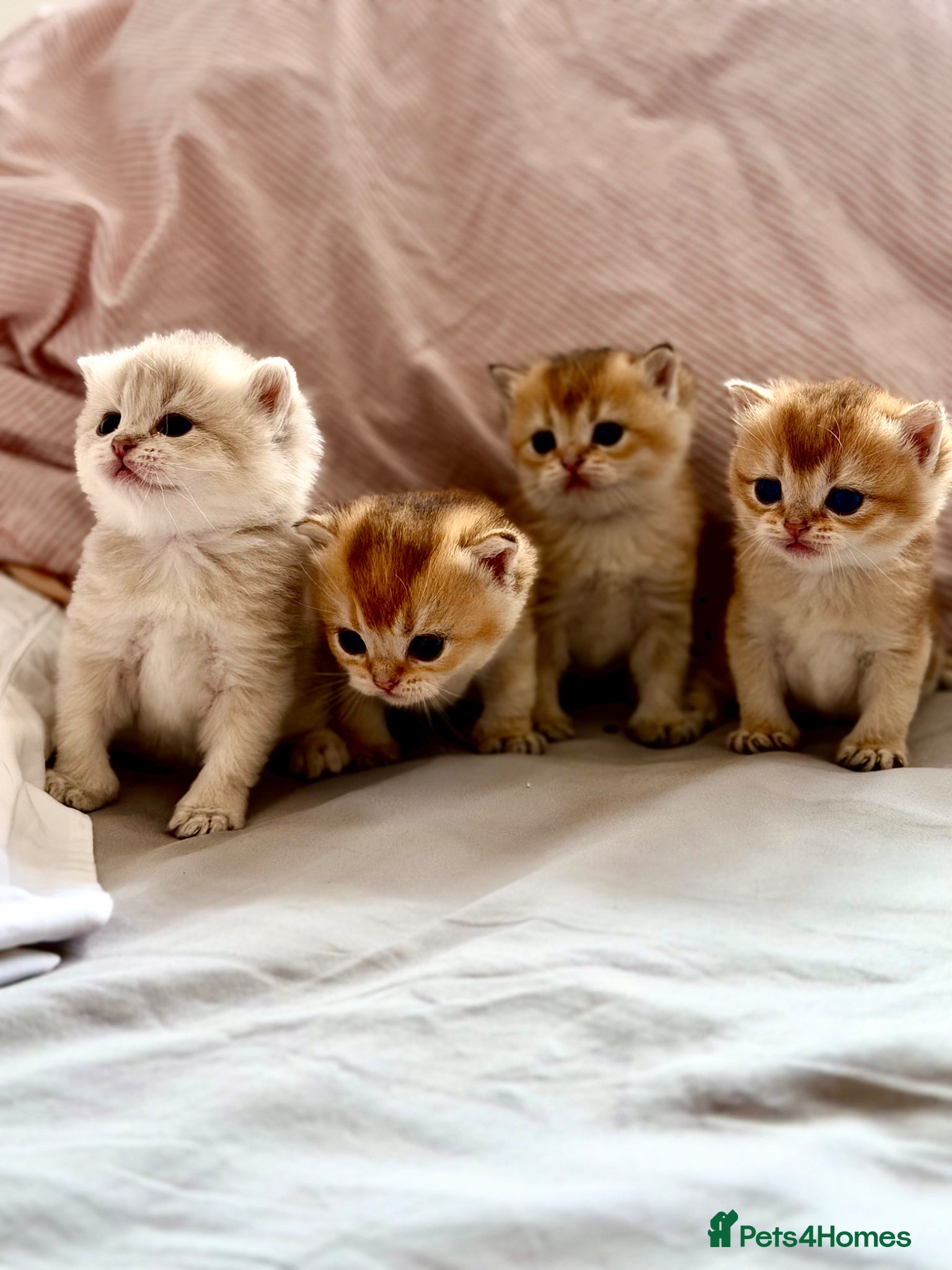 British Shorthair cats Wonderful BSH kittens for reserve  - Advert 1