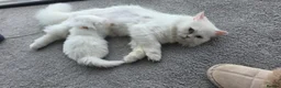 Persian cats for sale: adorable persian kittens in Hemel Hempstead - Advert 9