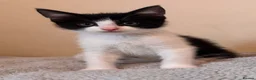 Domestic Shorthair cats for sale: 7 beautiful kittens for sale - Advert 7