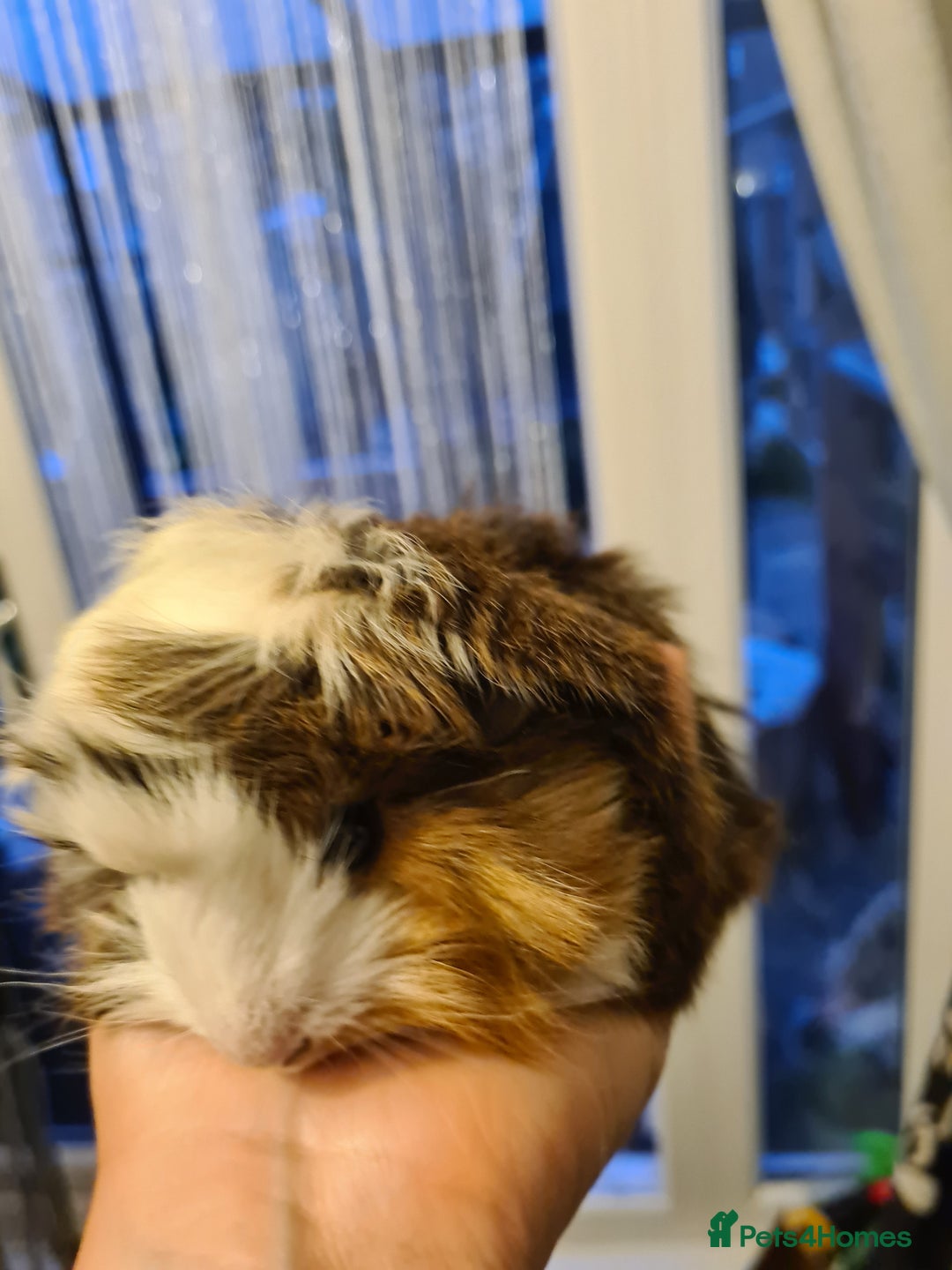 Guinea Pig rodents for sale: Purebred Peruvian baby girl  - Image 1