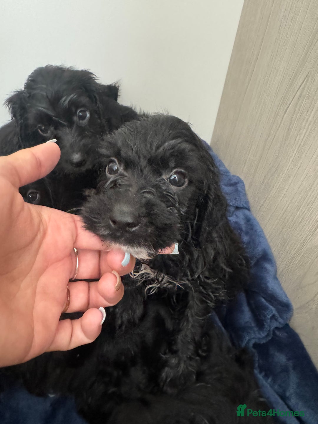 Cockapoo dogs for sale: Beautiful Cockapoo puppies!  - Image 6